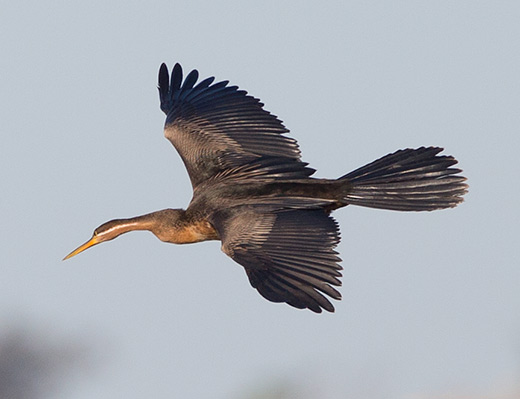 African Darter in flight